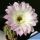 Echinopsis oxigona (multiplex)