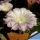 Echinopsis oxigona (multiplex)