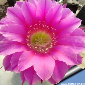 Echinopsis hybrid cv. DESDEMONA (Schick)