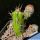 Echinocereus pentalophus cv. DOUBLE FLOWER