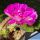 Echinocereus pentalophus cv. DOUBLE FLOWER