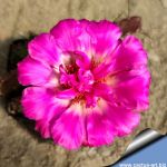 Echinocereus pentalophus cv. DOUBLE FLOWER