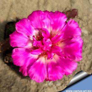 Echinocereus pentalophus cv. DOUBLE FLOWER