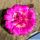 Echinocereus pentalophus cv. DOUBLE FLOWER