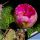 Echinocereus pentalophus cv. DOUBLE FLOWER