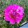 Echinocereus pentalophus cv. DOUBLE FLOWER