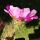 Echinocereus pentalophus cv. DOUBLE FLOWER