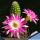 Chamaecereus hybrid (Chamaelobivia) cv. PAN 17.4.142