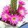 Chamaecereus hybrid (Chamaelobivia) cv. PAN 17.4.142