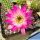 Chamaecereus hybrid (Chamaelobivia) cv. PAN 17.4.142