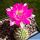 Chamaecereus hybrid (Chamaelobivia) cv. PAN 17.4.142