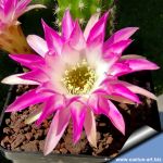 Chamaecereus hybrid (Chamaelobivia) cv. PAN 17.4.142