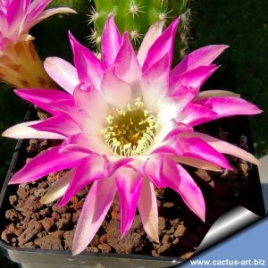 Chamaecereus hybrid (Chamaelobivia) cv. PAN 17.4.142