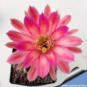Echinopsis hybrid cv. FLAME OF LOVE