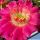 Echinopsis hybrid cv. SCHWESTER DER ALTENA