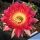 Echinopsis hybrid cv. SCHWESTER DER ALTENA