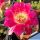 Echinopsis hybrid cv. SCHWESTER DER ALTENA