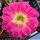 Echinopsis hybrid cv. SCHWESTER DER ALTENA