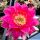 Echinopsis hybrid cv. SCHWESTER DER ALTENA