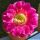 Echinopsis hybrid cv. SCHWESTER DER ALTENA