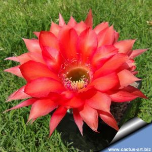Echinopsis hybrid cv. KRAKATOA (Schick)