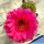 Lobiviopsis (Lobivia x Echinopsis) magenta / magenta f. variegata