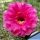 Lobiviopsis (Lobivia x Echinopsis) magenta / magenta f. variegata