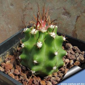 Echinocereus triglochidiatus v. mojavensis f. subinermis SB686 Mesa Co, Colorado, USA