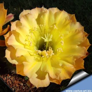 Echinopsis hybrid cv. CONSOLATION (Schick)