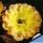 Echinopsis hybrid cv. CONSOLATION (Schick)