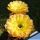 Echinopsis hybrid cv. CONSOLATION (Schick)