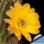 Chamaecereus hybrid (Chamaelobivia) cv. LINCOLN GOLD