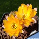 Chamaecereus hybrid (Chamaelobivia) cv. LINCOLN GOLD