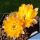 Chamaecereus hybrid (Chamaelobivia) cv. LINCOLN GOLD