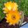 Chamaecereus hybrid (Chamaelobivia) cv. LINCOLN GOLD
