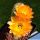 Chamaecereus hybrid (Chamaelobivia) cv. LINCOLN GOLD