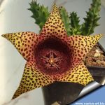 Tavarorbea cv. Red Leopard (Tavaresia barklyi x Orbea variegata)