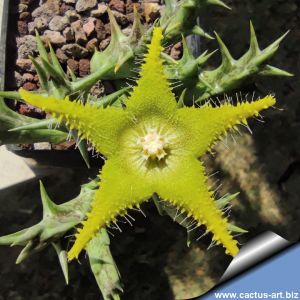 Orbea dummeri (Caralluma dummeri)