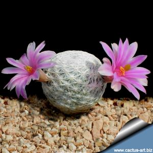 Mammillaria herrerae