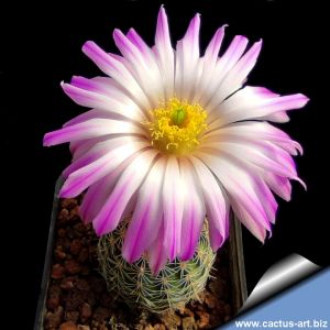 Echinocereus sciurus v. floresii