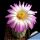 Echinocereus sciurus v. floresii