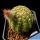 Echinocereus sciurus v. floresii