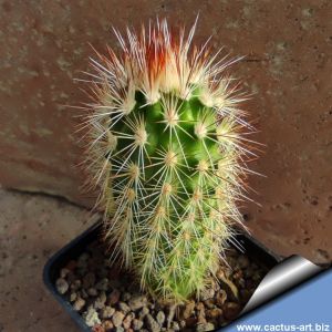 Echinocereus freudenbergeri L1032 Sierra de la Paila, Coahuila, Mexico, 2200-2300m