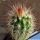 Echinocereus freudenbergeri L1032 Sierra de la Paila, Coahuila, Mexico, 2200-2300m
