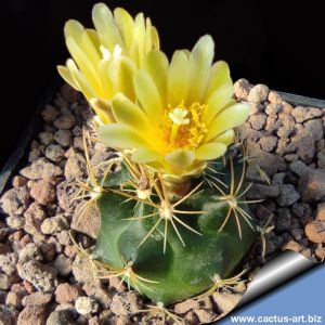 Ancistrocactus tobuschii SB987 Bandera County, Texas, USA