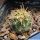 Ancistrocactus tobuschii SB987 Bandera County, Texas, USA