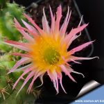 Chamaecereus hybrid cv. ESP 2000.71.2