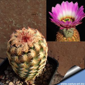 Echinocereus reichenbachii v. burrensis Sierra del Carmen, Coahuila, Mexico.