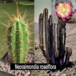Neoraimondia roseiflora