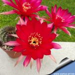 Lobivia arachnacantha hybrid cv. FLOR ROSSO (Red)